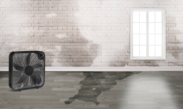 Best Professional water damage repair  in Vail, AZ